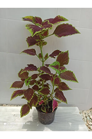 Yaprak Güzeli-yaprağı Güzel