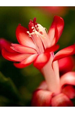 Çok Avantajlı Yılbaşı Çiçeği 4 Adet 6,5 Mini Saksıda Dörtlü 1.kalite Iç Mekan Bitkisi