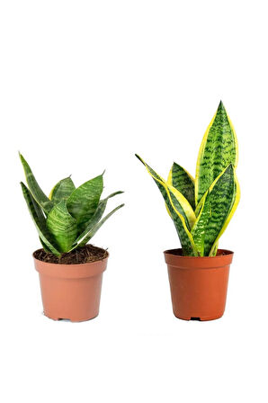 Sansevieria Mini - Paşa Kılıcı -peygamber Kılıcı Mini Seti