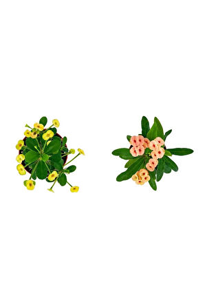 Euphorbia Milli Dikenler Tacı 2'li Set