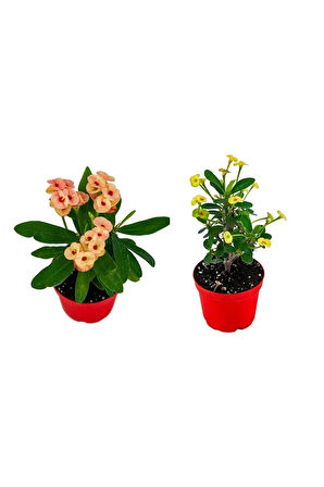 Euphorbia Milli Dikenler Tacı 2'li Set