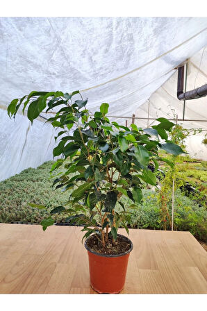 Videolu Benjamin Bitkisi 1 Adet Saksılı/ Tüplü 30-40 Cm Ev Ofis Bitkisi (FİCUS BENJAMİNA)