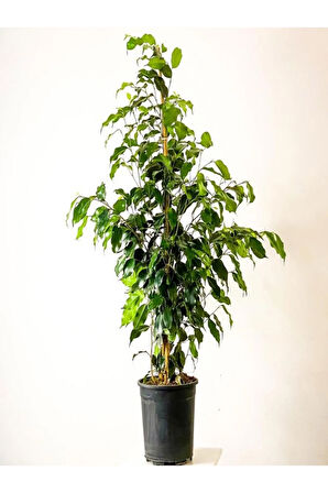 Videolu Benjamin Bitkisi 1 Adet Saksılı/ Tüplü 30-40 Cm Ev Ofis Bitkisi (FİCUS BENJAMİNA)