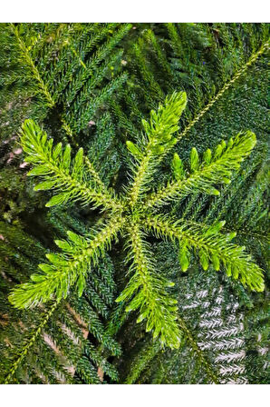 Videolu Arokarya Salon Çamı 1 Adet Saksılı/ Tüplü 40-50cm Salon Ofis Bitkisi