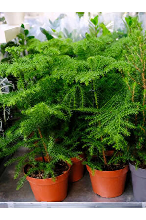 Videolu Arokarya Salon Çamı 1 Adet Saksılı/ Tüplü 40-50cm Salon Ofis Bitkisi