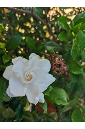 Videolu Kokulu Gardenya Çiçeği 1 Adet Saksılı 30-50cm Ev Ofis Bitkisi ( Jasminoides )