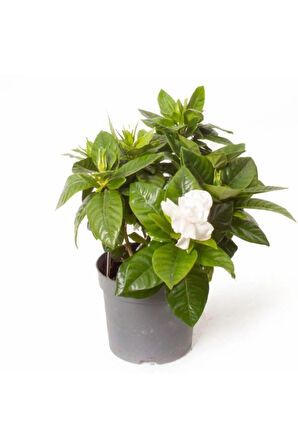 Videolu Kokulu Gardenya Çiçeği 1 Adet Saksılı 30-50cm Ev Ofis Bitkisi ( Jasminoides )