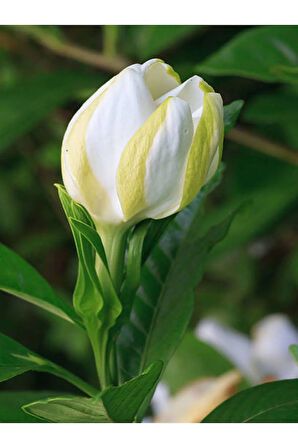 Videolu Kokulu Gardenya Çiçeği 1 Adet Saksılı 30-50cm Ev Ofis Bitkisi ( Jasminoides )