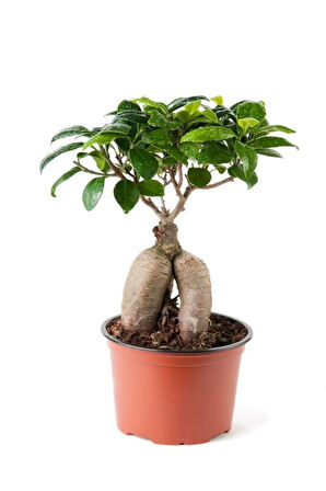 Videolu Bonsai Fidanı 1 Adet Saksılı 20-40 Cm Iç Mekan Salon Bitkisi (FİCUS BONSAİ)