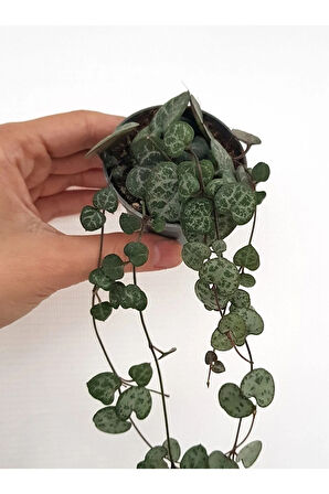 Çok Avantajlı Ithal Ceropegia Woodii Ithal Kalp Kalbe Karşı Çiçeği