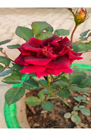 Videolu Kırmızı Minyatür Gül Fidanı 1 Adet Saksılı/ Tüplü 20-40cm Bahçe Teras Bitkisi (RED ROSE)