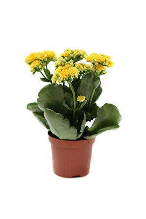 Videolu Sarı Renk Kalanşo Çiçeği 1 Adet Saksılı/tüplü 15-25cm Ev Ofis Bitkisi (yellow Kalanchoe )