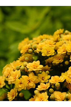 Videolu Sarı Renk Kalanşo Çiçeği 1 Adet Saksılı/tüplü 15-25cm Ev Ofis Bitkisi (yellow Kalanchoe )