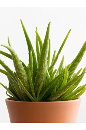 Videolu Aloe Vera Biktisi 1 Adet Saksılı/ Tüplü 15-30cm Iç Mekan Salon Bitkisi