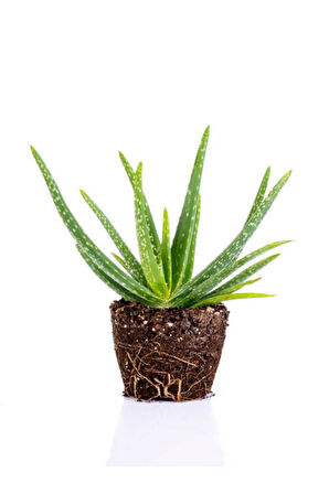 Videolu Aloe Vera Biktisi 1 Adet Saksılı/ Tüplü 15-30cm Iç Mekan Salon Bitkisi