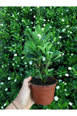 Çok Avantajlı Beyaz Renk Dikenler Tacı Çiçekli Ithal Hollanda Milli Saksılı Kaktüs (WHİTE EUPHORBİA)