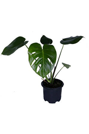 Deve Tabanı - Monstera Deliciosa - Bitki Boyu 30-40 cm