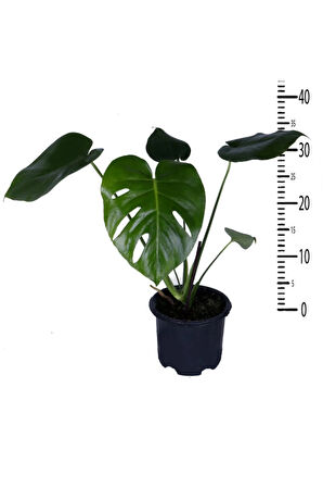 Deve Tabanı - Monstera Deliciosa - Bitki Boyu 30-40 cm