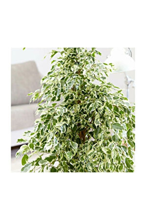Videolu Alacalı Benjamin Bitkisi 1 Adet Saksılı/tüplü 60-90cm Ofis Bitkisi(FİCUS STARLİGHTT)