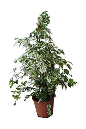 Videolu Alacalı Benjamin Bitkisi 1 Adet Saksılı/tüplü 60-90cm Ofis Bitkisi(FİCUS STARLİGHTT)