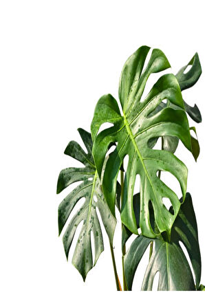 Videolu Deve Tabanı Bitkisi Dolgun Formlu 1 Adet Saksılı 60-80cm Salon Bitkisi(MONSTERA DELİCİOSA)