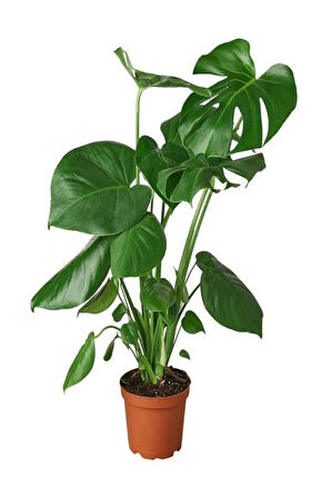 Videolu Deve Tabanı Bitkisi Dolgun Formlu 1 Adet Saksılı 60-80cm Salon Bitkisi(MONSTERA DELİCİOSA)