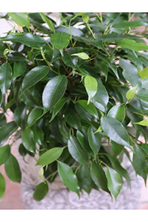 Videolu Yeşil Yaprak Benjamin Bitkisi 1 Adet Saksılı 30- 40 Cm Iç Mekan Ofis Bitkisi(BENJAMİNA)