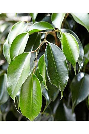 Videolu Yeşil Yaprak Benjamin Bitkisi 1 Adet Saksılı 30- 40 Cm Iç Mekan Ofis Bitkisi(BENJAMİNA)