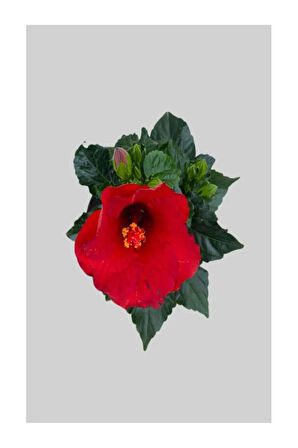 Videolu Japon Gülü Kırmızı Renk Çiçekli 1 Adet Saksılı 20-40cm Iç Mekan Teras Bitkisi (HİBİSCUS)