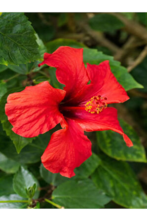 Videolu Japon Gülü Kırmızı Renk Çiçekli 1 Adet Saksılı 20-40cm Iç Mekan Teras Bitkisi (HİBİSCUS)