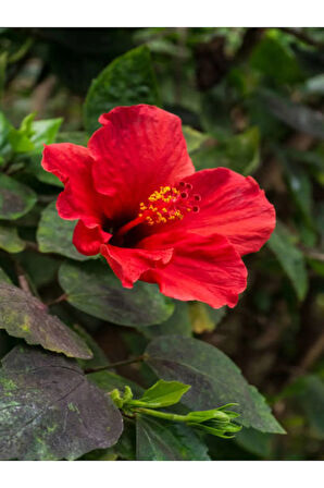 Videolu Japon Gülü Kırmızı Renk Çiçekli 1 Adet Saksılı 20-40cm Iç Mekan Teras Bitkisi (HİBİSCUS)