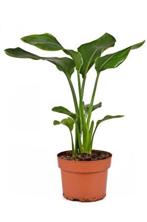 Videolu Starliçe-cennet Çiçeği Fidanı 1 Adet Saksılı 10-20cm Iç Salon Bitkisi (STARLİÇYA NİCOLAİ)