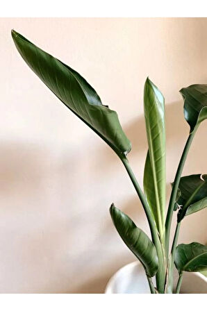 Videolu Starliçe-cennet Çiçeği Fidanı 1 Adet Saksılı 10-20cm Iç Salon Bitkisi (STARLİÇYA NİCOLAİ)