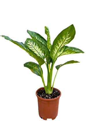 Videolu Difenbahya Bitkisi 1 Adet Saksılı 30-50 Cm Salon Bitkisi (dieffenbachia Tropical Snow )