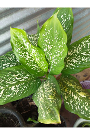 Videolu Difenbahya Bitkisi 1 Adet Saksılı 30-50 Cm Salon Bitkisi (dieffenbachia Tropical Snow )