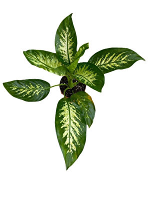 Videolu Difenbahya Bitkisi 1 Adet Saksılı 30-50 Cm Salon Bitkisi (dieffenbachia Tropical Snow )