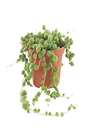 Videolu Boncuk Yapılı Tesbih Çiçeği 1 Adet Saksılı/tüplü 5-15cm Iç Mekan Bitkisi(SENECİO ROWLEYANUS)