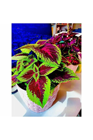 Videolu Cam Güzeli Yeşil Kenarlı Çiçeği Fidanı 1 Adet Saksılı 20-40cm Iç Mekan Ev Salon Bitkisi