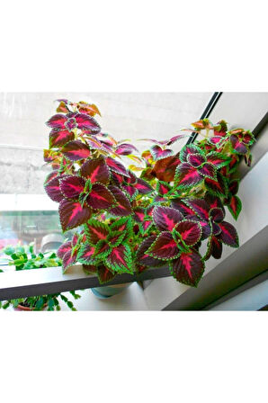 Videolu Cam Güzeli Yeşil Kenarlı Çiçeği Fidanı 1 Adet Saksılı 20-40cm Iç Mekan Ev Salon Bitkisi