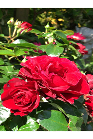 Videolu Yediveren Kırmızı Gül Fidanı 1 Adet Saksılı/ Tüplü 10-15cm Bahçe Bitkisi (RED ROSE)