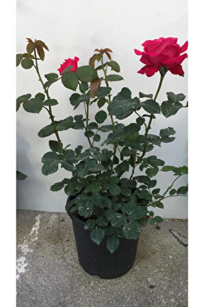 Videolu Yediveren Kırmızı Gül Fidanı 1 Adet Saksılı/ Tüplü 10-15cm Bahçe Bitkisi (RED ROSE)