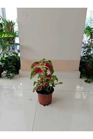 Çok Avantajlı Yaprağı Güzel Yaprak Güzeli Orta Boy 35cm