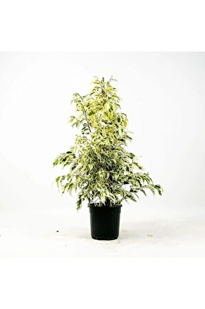 Videolu Benjamin Bitkisi Alaca Yapraklı 1 Adet Saksılı 60-80cm Iç Mekan Bitkisi(FİCUS BENJAMİNA)