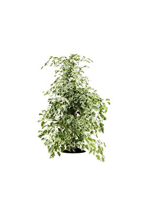 Videolu Benjamin Bitkisi Alaca Yapraklı 1 Adet Saksılı 60-80cm Iç Mekan Bitkisi(FİCUS BENJAMİNA)