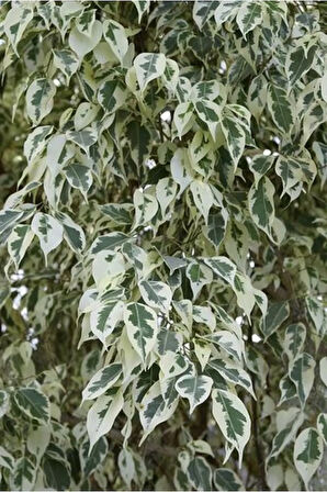 Videolu Benjamin Bitkisi Alaca Yapraklı 1 Adet Saksılı 60-80cm Iç Mekan Bitkisi(FİCUS BENJAMİNA)