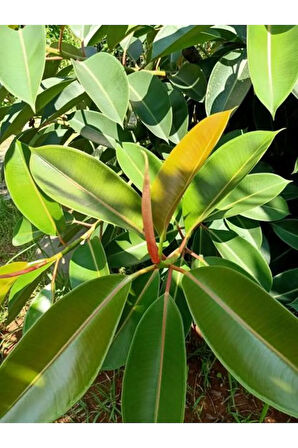 Videolu Kauçuk Bitkisi 1 Adet Saksılı/ Tüplü 60-90cm Ofis Salon Ev Iç Mekan Bitkisi Ficus Elastica