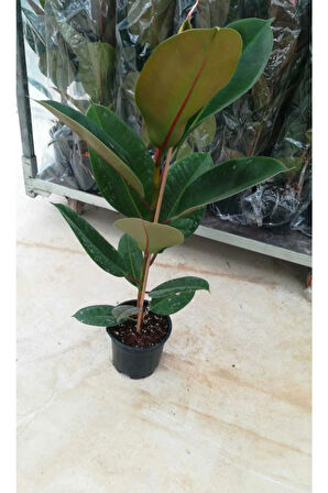 Videolu Kauçuk Bitkisi 1 Adet Saksılı/ Tüplü 60-90cm Ofis Salon Ev Iç Mekan Bitkisi Ficus Elastica