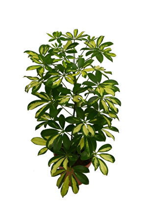 Videolu Alacalı Şeflera Çiçeği Fidanı 1 Adet Saksılı/tüplü 40-60cm Iç Mekan Bitkisi (SCHEFFLERA)