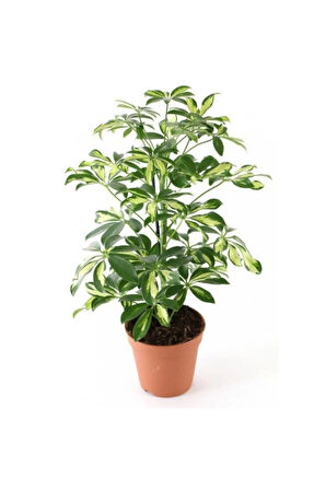 Videolu Alacalı Şeflera Çiçeği Fidanı 1 Adet Saksılı/tüplü 40-60cm Iç Mekan Bitkisi (SCHEFFLERA)