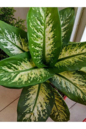 Videolu Difenbahya Fidanı 1 Adet Saksılı 20-40cm Ev Salon Ofis Bitkisi (DİEFFENBACHİA)